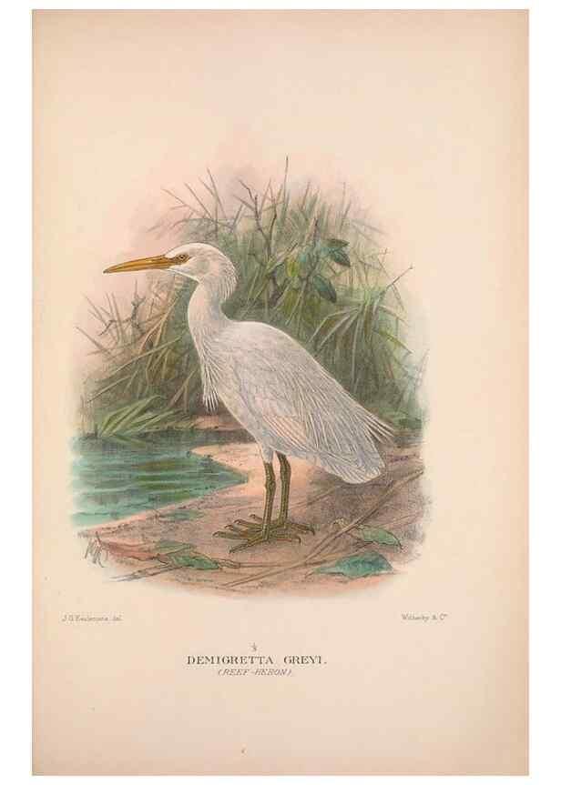 Reproducción/Reproduction 48684066113: The Birds of Australia. London :Witherby & Co.,1910-1927.. 