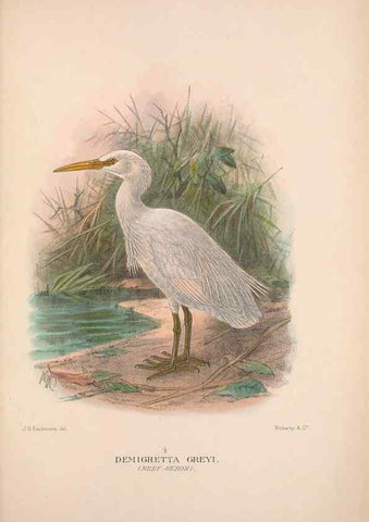 Reproducción/Reproduction 48684066113: The Birds of Australia. London :Witherby & Co.,1910-1927.. 