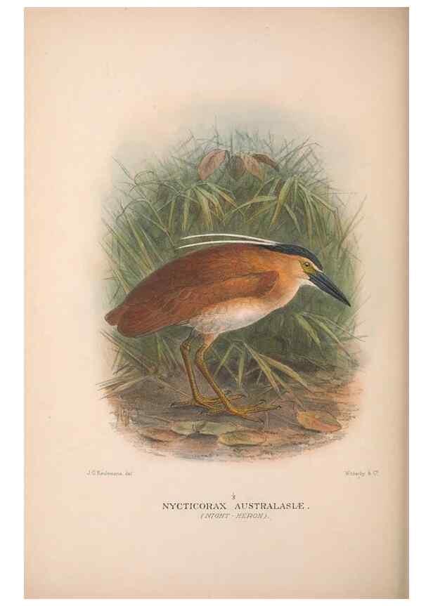 Reproducción/Reproduction 48684580987: The Birds of Australia. London :Witherby & Co.,1910-1927.. 