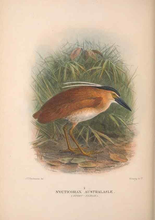 Reproducción/Reproduction 48684580987: The Birds of Australia. London :Witherby & Co.,1910-1927.. 