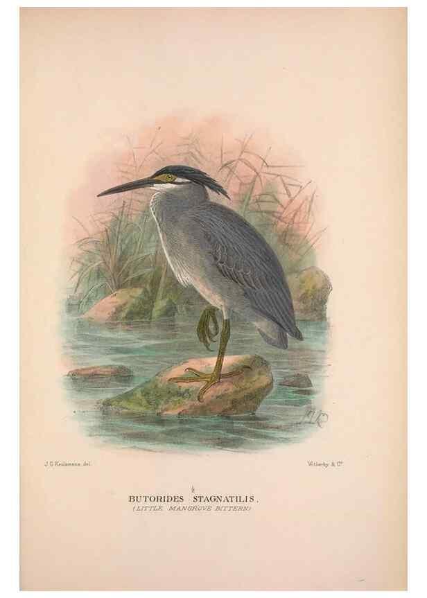 Reproducción/Reproduction 48684066688: The Birds of Australia. London :Witherby & Co.,1910-1927.. 