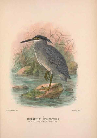 Reproducción/Reproduction 48684066688: The Birds of Australia. London :Witherby & Co.,1910-1927.. 