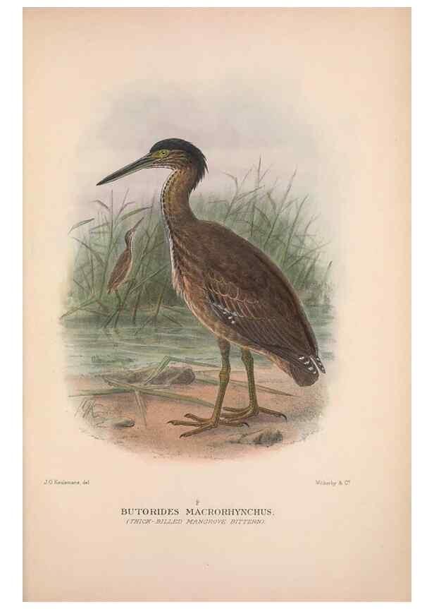 Reproducción/Reproduction 48684066988: The Birds of Australia. London :Witherby & Co.,1910-1927.. 