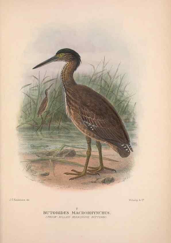 Reproducción/Reproduction 48684066988: The Birds of Australia. London :Witherby & Co.,1910-1927.. 
