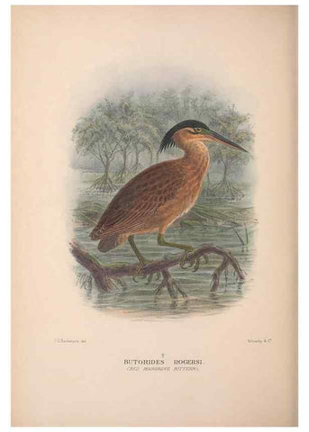 Reproducción/Reproduction 48684581922: The Birds of Australia. London :Witherby & Co.,1910-1927.. 
