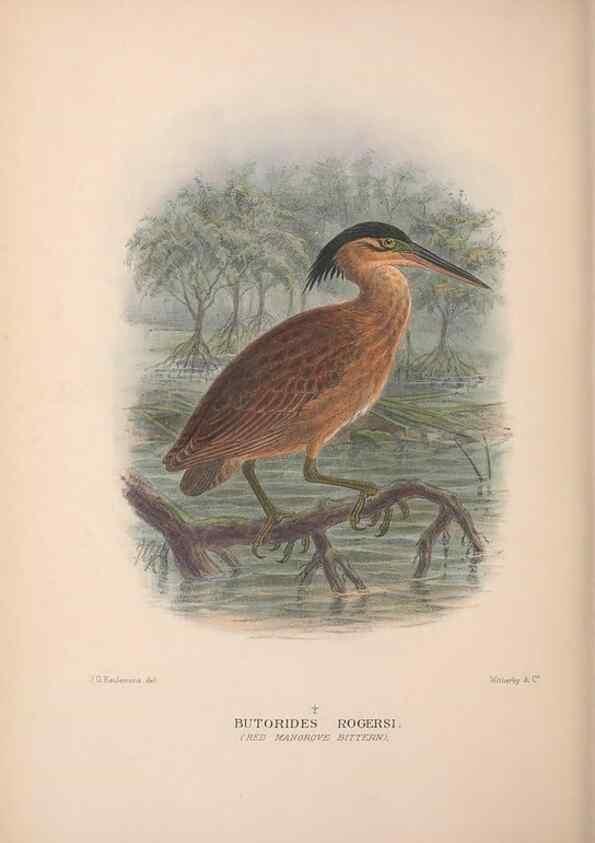 Reproducción/Reproduction 48684581922: The Birds of Australia. London :Witherby & Co.,1910-1927.. 