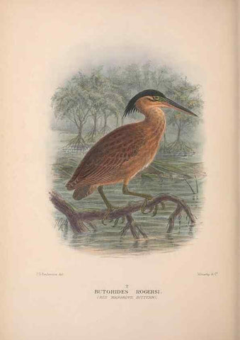 Reproducción/Reproduction 48684581922: The Birds of Australia. London :Witherby & Co.,1910-1927.. 