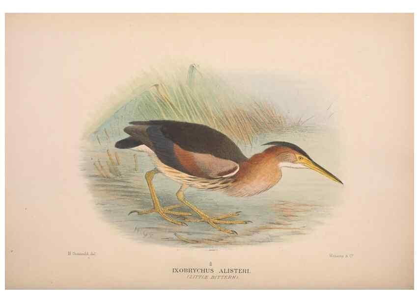 Reproducción/Reproduction 48684067528: The Birds of Australia. London :Witherby & Co.,1910-1927.. 