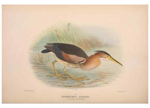 Reproducción/Reproduction 48684067528: The Birds of Australia. London :Witherby & Co.,1910-1927.. 