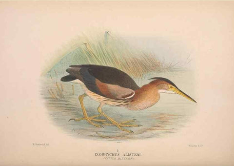 Reproducción/Reproduction 48684067528: The Birds of Australia. London :Witherby & Co.,1910-1927.. 