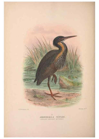 Reproducción/Reproduction 48684067688: The Birds of Australia. London :Witherby & Co.,1910-1927.. 