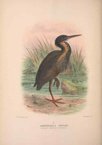 Reproducción/Reproduction 48684067688: The Birds of Australia. London :Witherby & Co.,1910-1927.. 