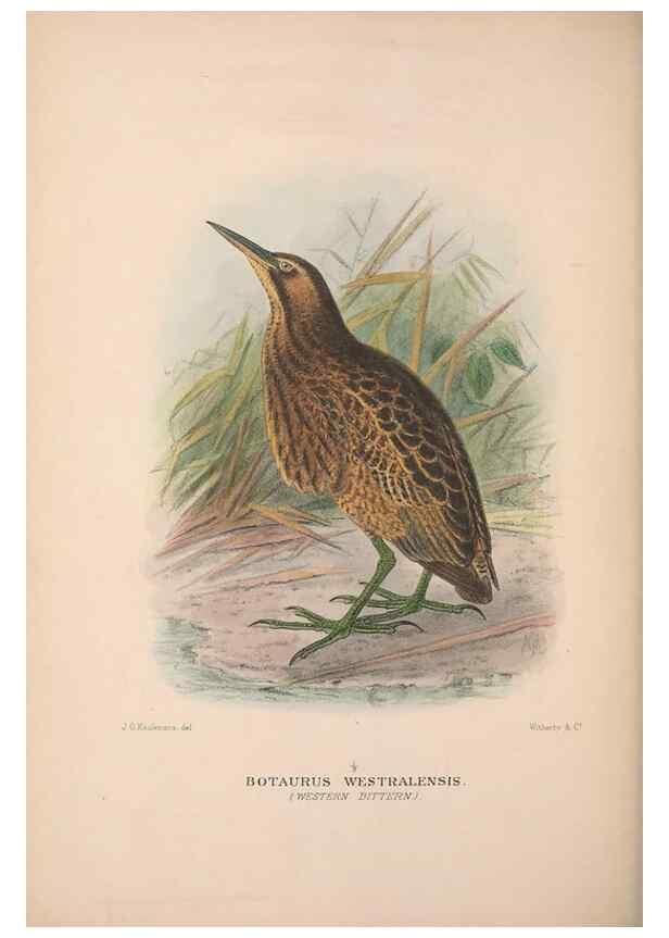 Reproducción/Reproduction 48684067968: The Birds of Australia. London :Witherby & Co.,1910-1927.. 
