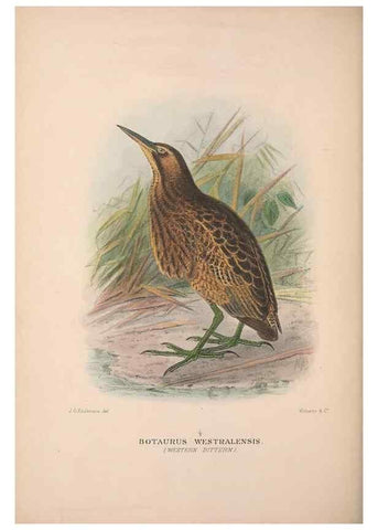 Reproducción/Reproduction 48684067968: The Birds of Australia. London :Witherby & Co.,1910-1927.. 