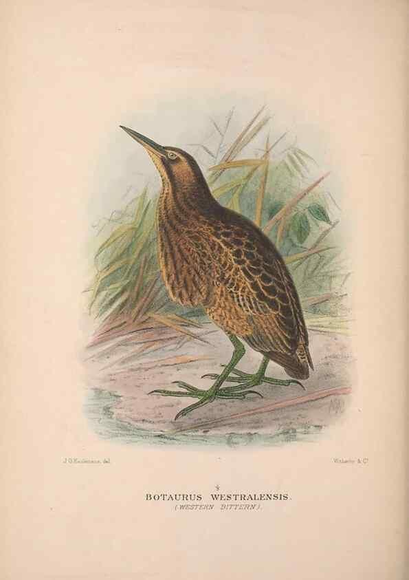 Reproducción/Reproduction 48684067968: The Birds of Australia. London :Witherby & Co.,1910-1927.. 