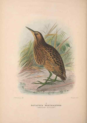 Reproducción/Reproduction 48684067968: The Birds of Australia. London :Witherby & Co.,1910-1927.. 