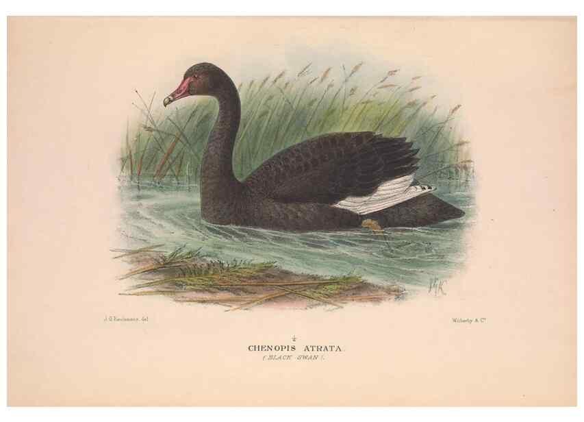 Reproducción/Reproduction 48684652987: The Birds of Australia. London :Witherby & Co.,1910-1927.. 