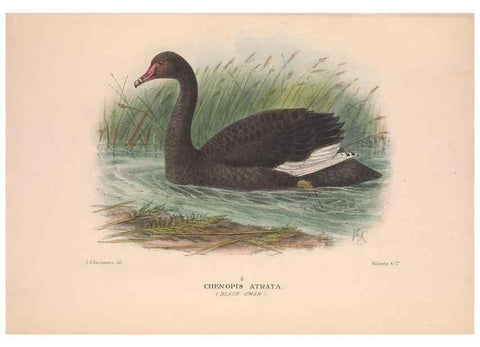 Reproducción/Reproduction 48684652987: The Birds of Australia. London :Witherby & Co.,1910-1927.. 