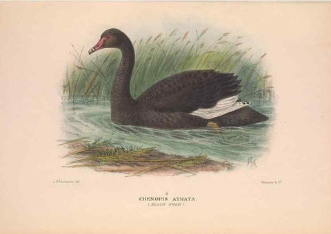 Reproducción/Reproduction 48684652987: The Birds of Australia. London :Witherby & Co.,1910-1927.. 