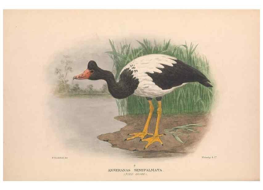 Reproducción/Reproduction 48684653332: The Birds of Australia. London :Witherby & Co.,1910-1927.. 