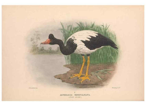 Reproducción/Reproduction 48684653332: The Birds of Australia. London :Witherby & Co.,1910-1927.. 