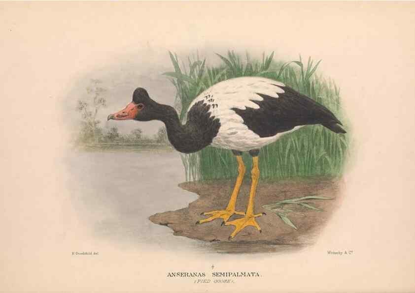 Reproducción/Reproduction 48684653332: The Birds of Australia. London :Witherby & Co.,1910-1927.. 