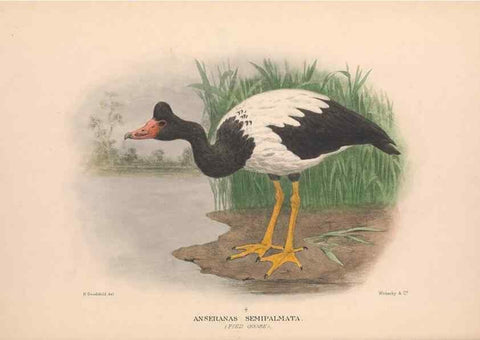 Reproducción/Reproduction 48684653332: The Birds of Australia. London :Witherby & Co.,1910-1927.. 