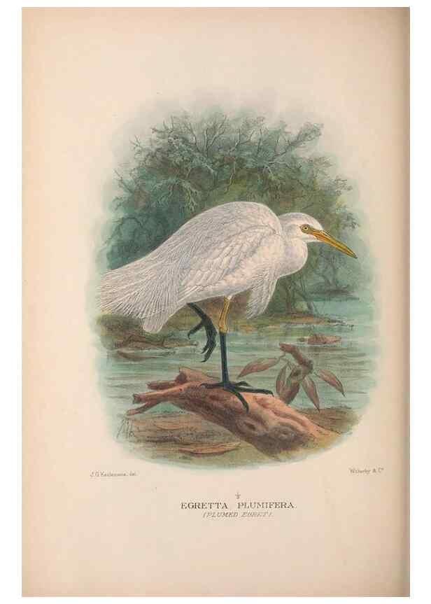 Reproducción/Reproduction 48684064533: The Birds of Australia. London :Witherby & Co.,1910-1927.. 