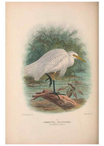 Reproducción/Reproduction 48684064533: The Birds of Australia. London :Witherby & Co.,1910-1927.. 