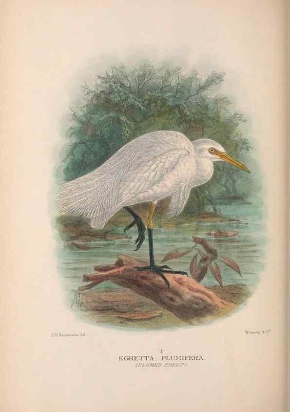 Reproducción/Reproduction 48684064533: The Birds of Australia. London :Witherby & Co.,1910-1927.. 