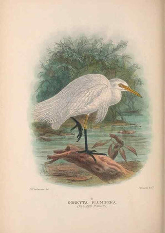 Reproducción/Reproduction 48684064533: The Birds of Australia. London :Witherby & Co.,1910-1927.. 