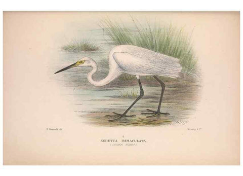 Reproducción/Reproduction 48684403496: The Birds of Australia. London :Witherby & Co.,1910-1927.. 