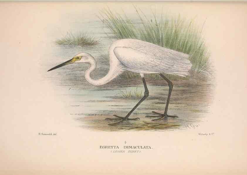 Reproducción/Reproduction 48684403496: The Birds of Australia. London :Witherby & Co.,1910-1927.. 