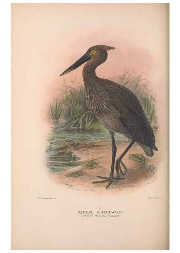 Reproducción/Reproduction 48684064053: The Birds of Australia. London :Witherby & Co.,1910-1927.. 