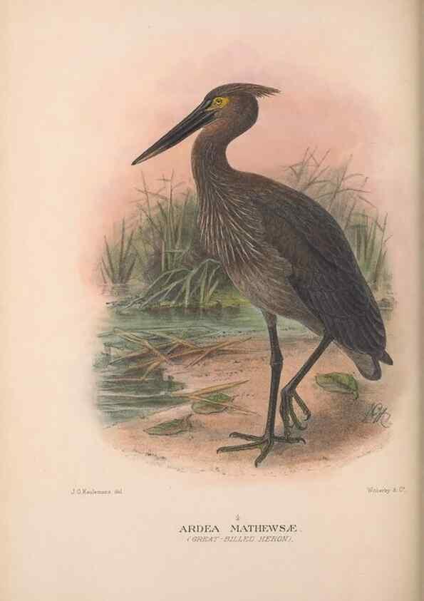 Reproducción/Reproduction 48684064053: The Birds of Australia. London :Witherby & Co.,1910-1927.. 