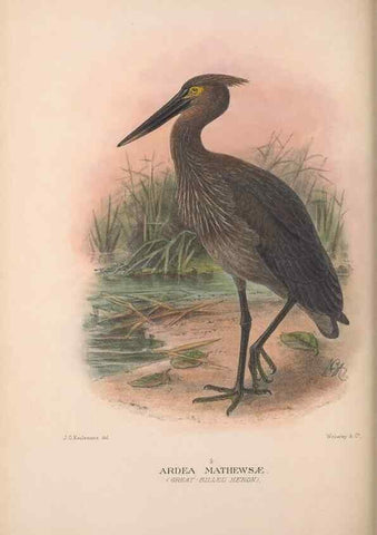 Reproducción/Reproduction 48684064053: The Birds of Australia. London :Witherby & Co.,1910-1927.. 