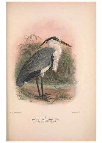Reproducción/Reproduction 48684578352: The Birds of Australia. London :Witherby & Co.,1910-1927.. 