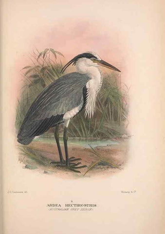 Reproducción/Reproduction 48684578352: The Birds of Australia. London :Witherby & Co.,1910-1927.. 