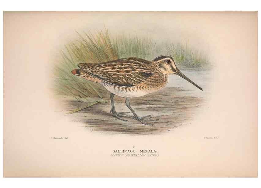 Reproducción/Reproduction 48684573782: The Birds of Australia. London :Witherby & Co.,1910-1927.. 