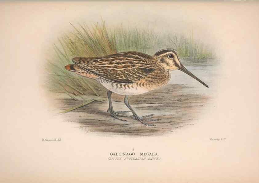 Reproducción/Reproduction 48684573782: The Birds of Australia. London :Witherby & Co.,1910-1927.. 