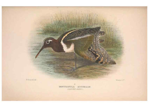 Reproducción/Reproduction 48684574072: The Birds of Australia. London :Witherby & Co.,1910-1927.. 