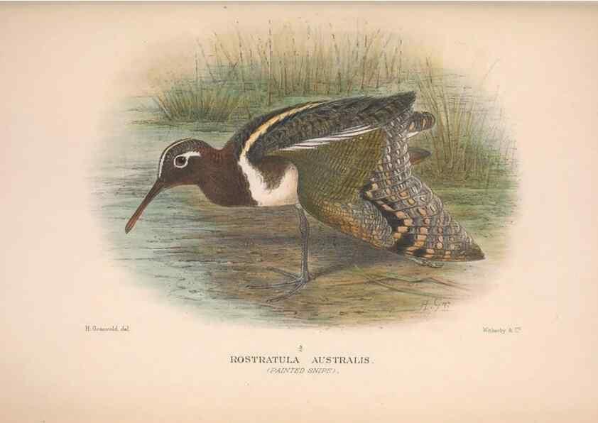 Reproducción/Reproduction 48684574072: The Birds of Australia. London :Witherby & Co.,1910-1927.. 