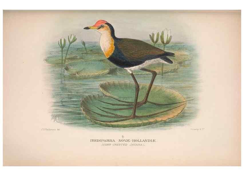 Reproducción/Reproduction 48684574502: The Birds of Australia. London :Witherby & Co.,1910-1927.. 