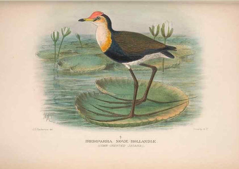 Reproducción/Reproduction 48684574502: The Birds of Australia. London :Witherby & Co.,1910-1927.. 