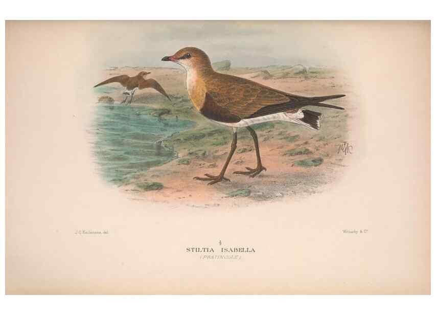 Reproducción/Reproduction 48684060103: The Birds of Australia. London :Witherby & Co.,1910-1927.. 