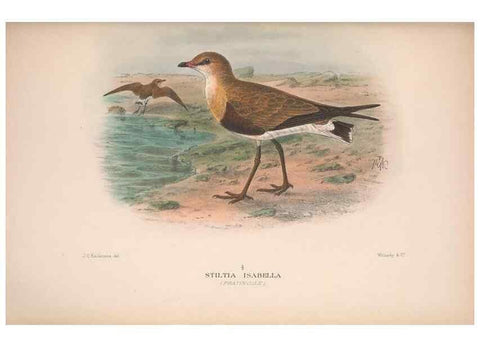 Reproducción/Reproduction 48684060103: The Birds of Australia. London :Witherby & Co.,1910-1927.. 