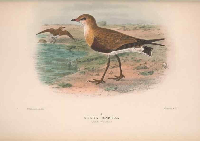 Reproducción/Reproduction 48684060103: The Birds of Australia. London :Witherby & Co.,1910-1927.. 