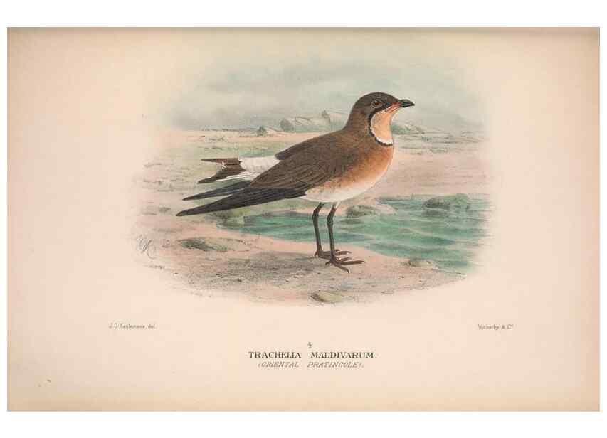 Reproducción/Reproduction 48684399501: The Birds of Australia. London :Witherby & Co.,1910-1927.. 