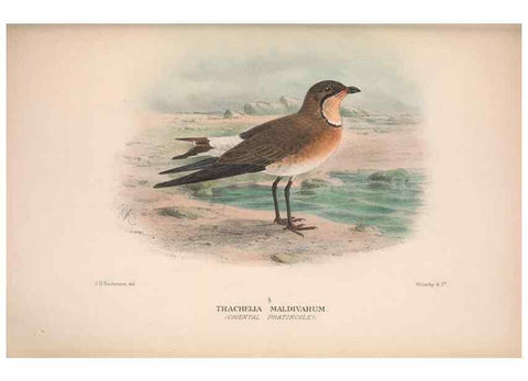 Reproducción/Reproduction 48684399501: The Birds of Australia. London :Witherby & Co.,1910-1927.. 