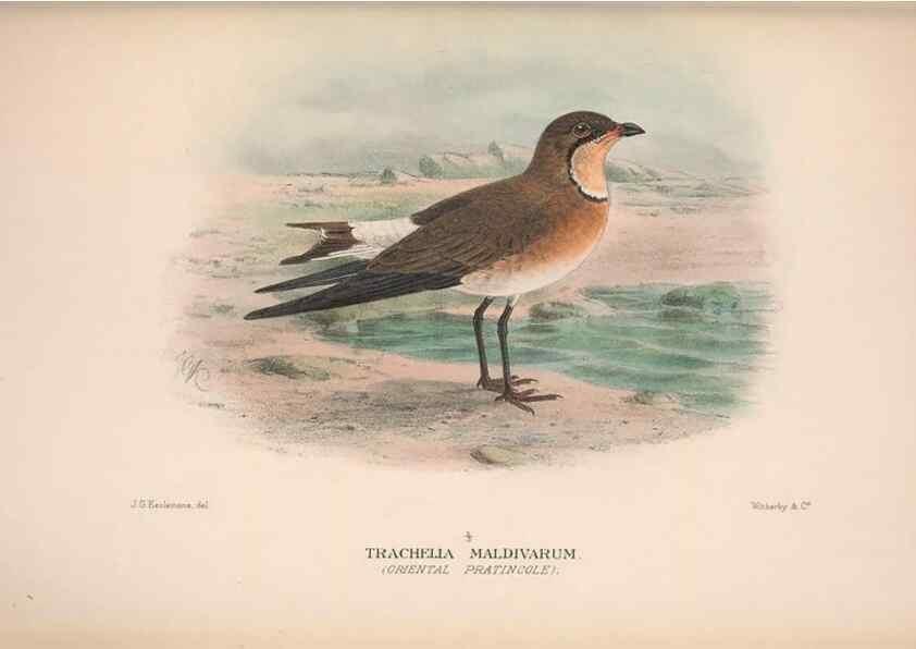 Reproducción/Reproduction 48684399501: The Birds of Australia. London :Witherby & Co.,1910-1927.. 